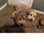 Quinn’s dog fan group