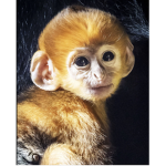 cool_monkey_group