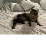 Royal Family of the team cat