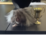 Hammy Krew