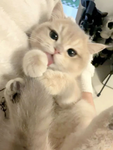 Kwittykatt