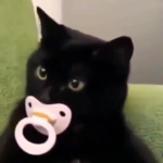 ミ kitty's apparel