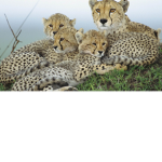 cheetah group chat squad