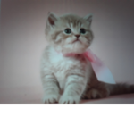 I gattini di greta