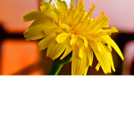 Sunflowerseedsupport