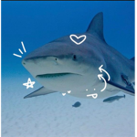 City of Sharks