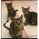 Løcàl Wëīrdøs