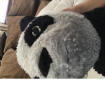 Da panda boi club