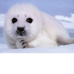 The Legion Of Seals