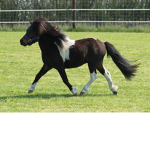 Horse Club !!