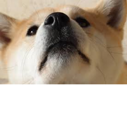 DogeBlox