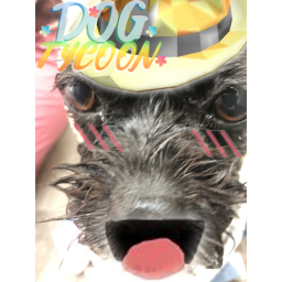 Dog Tycoon