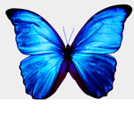 The best butterfly sisters