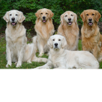 brother company