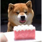 The Fat Shiba Army