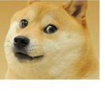 doge stuidos