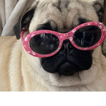 #Pug-Squad