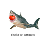 sharks eat tomatoes
