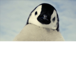 Panda und in Pinguin Gruppe