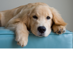 Golden retriever fans