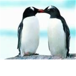 The Official Penguins