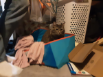 Cattclubb