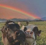 Colour Cow group!