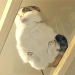 ᴘᴇᴛ ꜱɪᴍᴜʟᴀᴛᴏʀ ꜰʀᴇᴇ ᴘᴇᴛꜱ