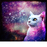 Cats yt fans