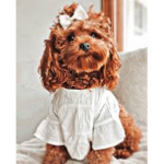 Cookies Pets Goooo!