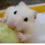 Hamster And Guinea Pig Fan Club