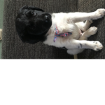 Dogyyyyyyyyy groupy