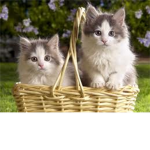 RCC (really cool cats)