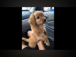 Puppy’sssss