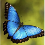 Butterfly's fan group <3