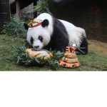 Panda king