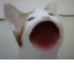Cat Gang of Roblox