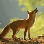 Roblox_fox