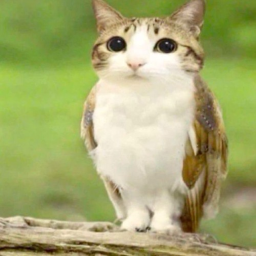 🦉 MEOWL IM A NEW SOUL OBBY