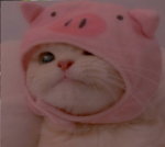 Cat Peace! : D