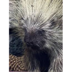 PorcupineZ_Official