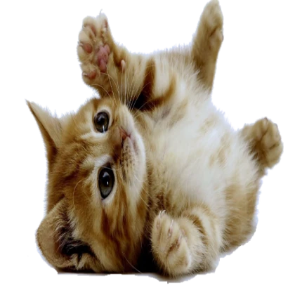 Kitten image