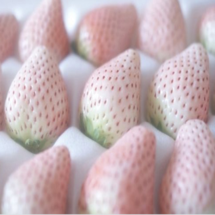Pastel Strawberries Roblox decal