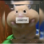 Hamster.....