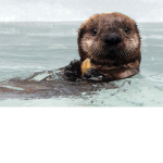 Otter love