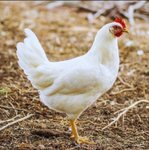 Chick is cool