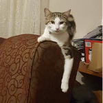 Tayla the kitten