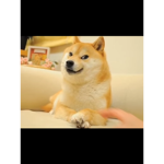 Doge galaxy warriors