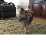 Bo_o3s group of dogs