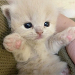 ୨୧ kitties shop! ୨୧